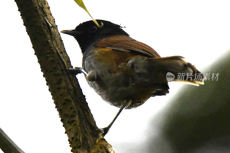 Rwenzori Hill Babbler